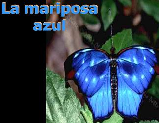 Mariposa Azul